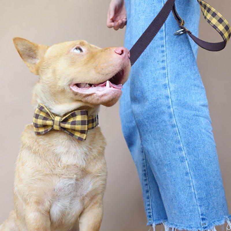 Premium Premium Dog Collar and Leash Set Edition