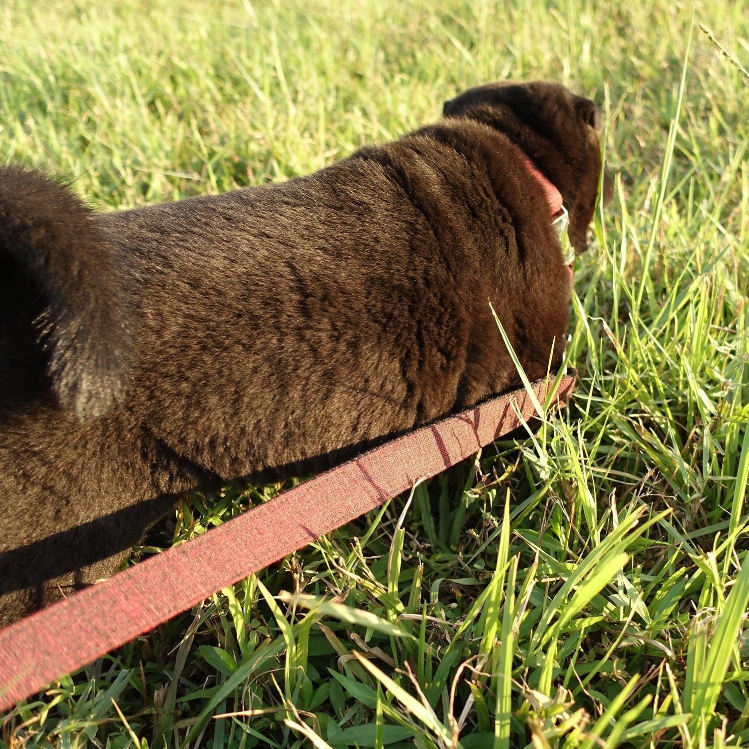 Modern Dog Collar and Leash Set