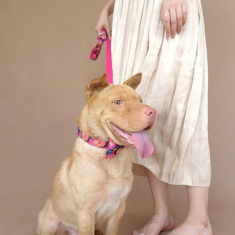 Premium Dog Collar and Leash Set Assortment