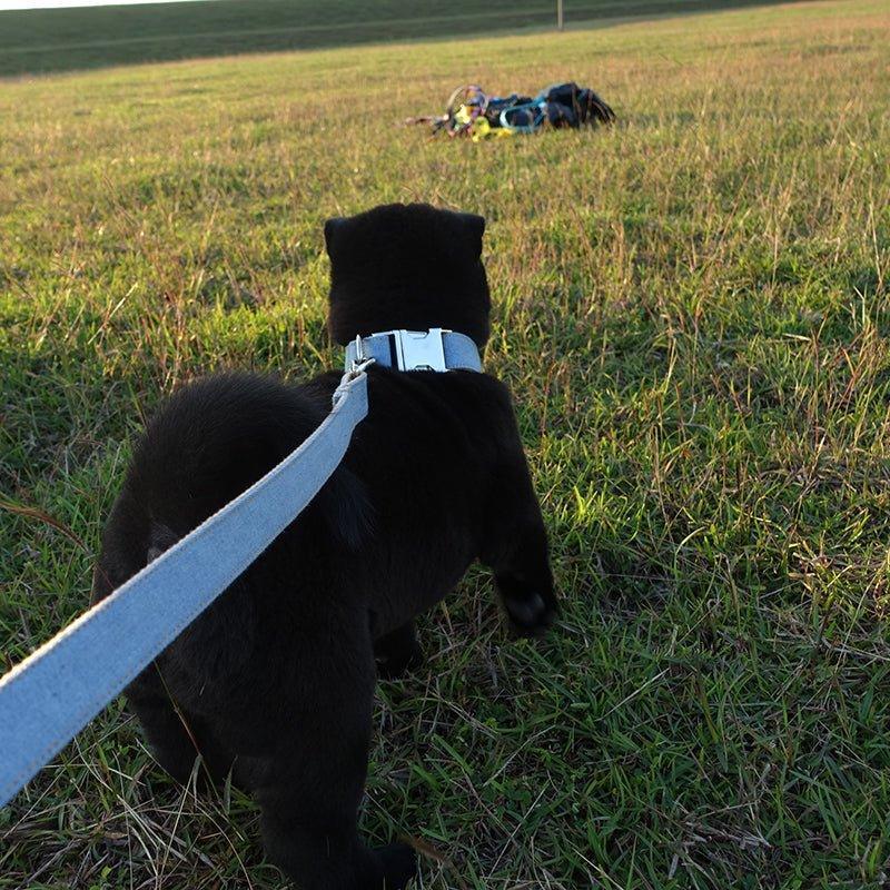 Versatile Dog Collar and Leash Set