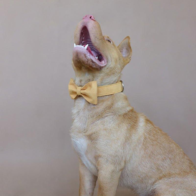 Premium Premium Dog Collar and Leash Set Pack